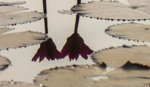 Photo by Joseph Anson